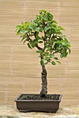 Pyrus Pear Tree