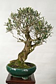 Diana+olea
