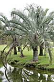 Areca palm care fungus