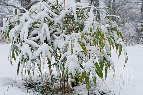 YOUNG_PSEUDOSASA_JAPONICA_UNDER_SNOW