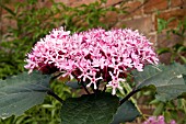 CLERODENDRON BUNGEI,  GLORY FLOWER