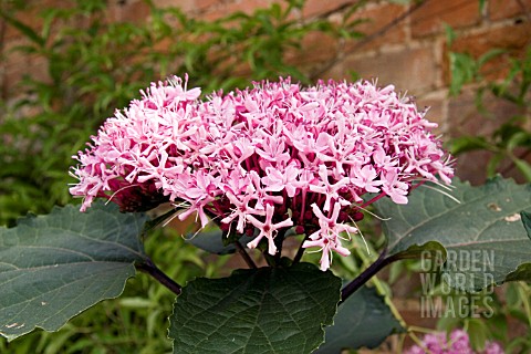 CLERODENDRON_BUNGEI__GLORY_FLOWER