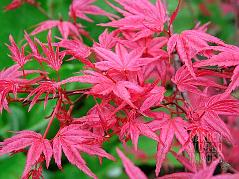 ACER_PALMATUM__CORALLINUM