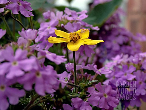 COLOUR_COMBINATIONS_YELLOW_AND_MAUVE