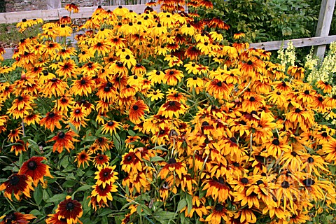 RUDBECKIA_HIRTA