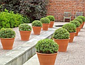 BUXUS IN CONTAINERS