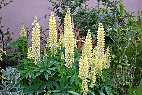 LUPINUS_CHANDELIER_SYN_LUPINUS_KRONLEUCHTER