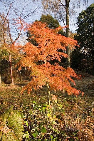 ACERBENI_MAIKO_JAPANESE_MAPLE