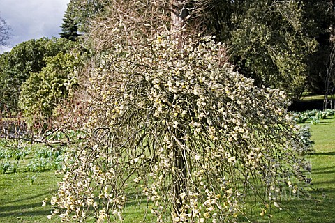 SALIX_CAPREA_PENDULA__KILMARNOCK_WILLOW