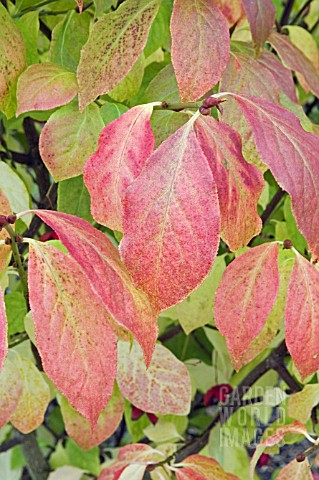 EUONYMUS_PLANIPES_IN_AUTUMN