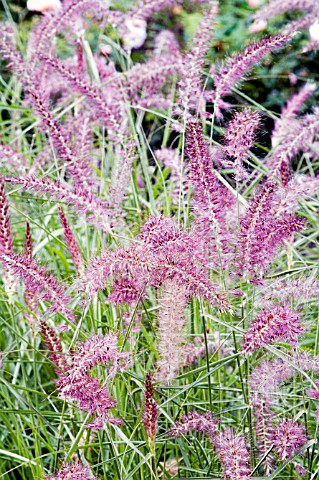 PENNISETUM_RED_BUTTONS