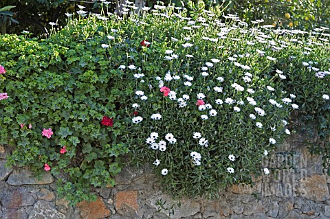 OSTEOSPERMUMS_AND_PELARGONIUMS_TRAILING_OVER_A_STONE_WALL