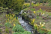 LYSICHITON AMERICANUS AND LYSICHITON CAMTSCHATCENSIS GROWING BY STREAMSIDE