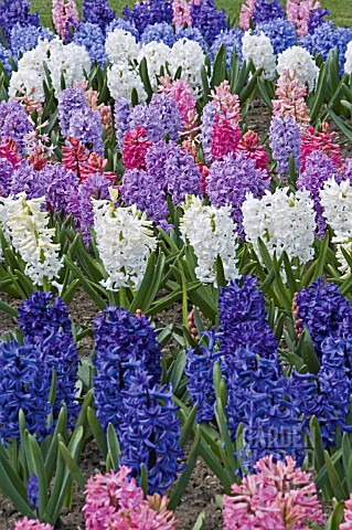 MIXED_BED_OF_HYACINTHUS_ORIENTALIS
