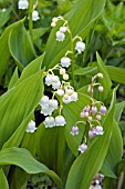 CONVALLARIA MAJALIS,  ROSEA,  LILY OF THE VALLEY