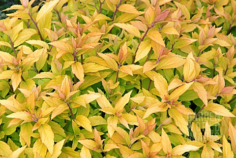 SPIRAEA_JAPONICA_GOLD_FLAME