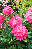RHODODENDRON SNEEZY