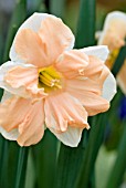 NARCISSUS APRICOT WHIRL