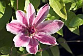 CLEMATIS LINCOLN STAR