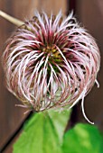 SEEDHEAD OF CLEMATIS ROSY PAGODA