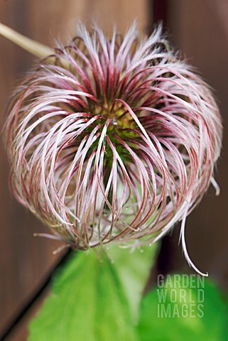 SEEDHEAD_OF_CLEMATIS_ROSY_PAGODA