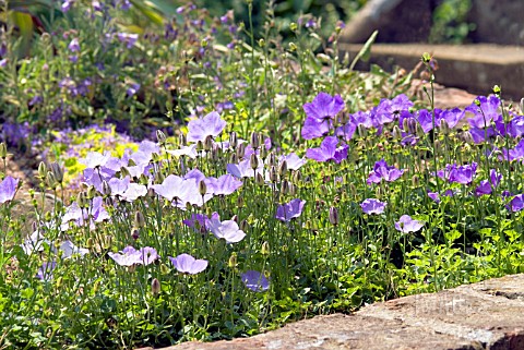 Campanula Carpatica Blue