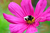 BEE ON COSMOS FLOWER