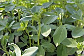 YOUNG PLANTS OF BROAD BEAN STEREO  GROWING IN POTS