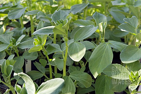 YOUNG_PLANTS_OF_BROAD_BEAN_STEREO__GROWING_IN_POTS