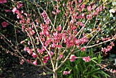 Prunus mume bonsai