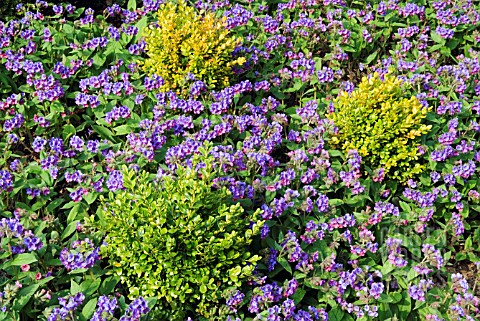 PULMONARIA_ANGUSTIFOLIA_PLANTED_WITH_BUXUS_SEMPERVIRENS