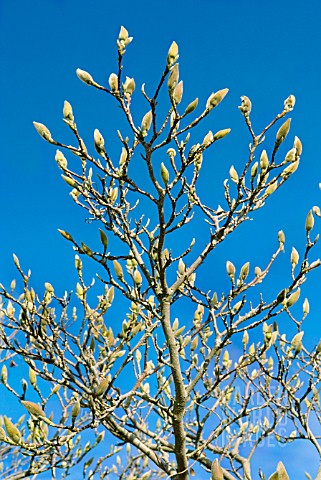 BUDS_ON_MAGNOLIA_SOULANGEANA_BURGUNDY_IN_EARLY_SPRING
