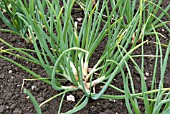 SHALLOTS IN EARLY SUMMER