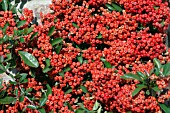 PYRACANTHA MOHAVE IN AUTUMN