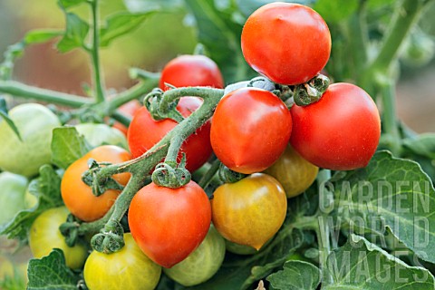 RED_TOMATOES