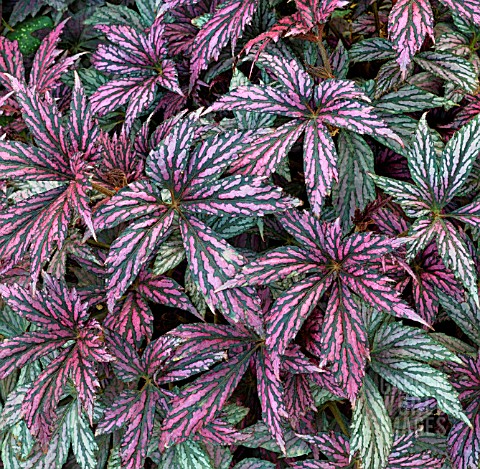 risd86 begonia benitochiba asset details garden world images risd86 begonia benitochiba asset details garden world images