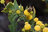 BEE ON AN AUSTRALIAN ACACIA FLOWER