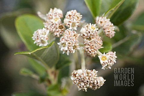 Spyridium Globulosum