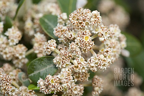 Spyridium Globulosum