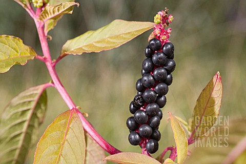 BERRIES_OF_THE_TROPICAL_AMERICAN_PLANT_PHYTOLACCA_OCTANDRA