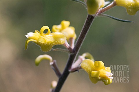 PERSOONIA_SACCATA