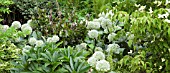 MIXED BORDER WITH WHITE ALLIUMS AT WOLLERTON OLD HALL
