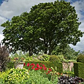 BORDERS OF HERBACEOUS PERENNIALS, YEW HEDGES, MATURE TREES AND SHRUBS AT WOLLERTON OLD HALL