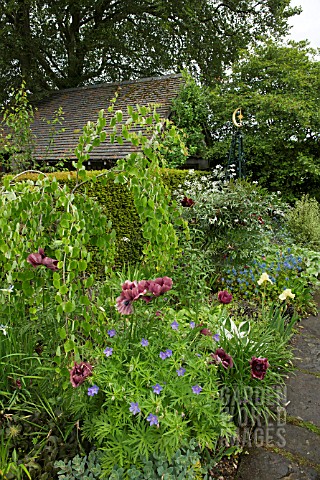 BORDER_OF_HERBACEOUS_PERENNIALS_AT_WOLLERTON_OLD_HALL