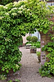 HYDRANGEA PETIOLARIS DRAPES OVER ARCHED WALL AT WOLLERTON OLD HALL