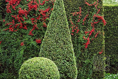 TROPAEOLUM_SPECIOSUM_HOSTED_BY_CLIPPED_YEW_HEDGE_AT_WOLLERTON_OLD_HALL_IN_JUNE