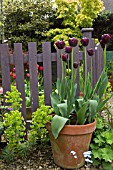 TULIPA QUEEN OF NIGHT IN TERRACOTTA POT AT AGAINST A PICKET FENCE AT HIGH MEADOW CANNOCK WOOD