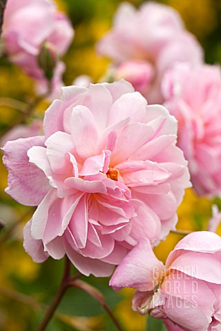 Rosa__Mortimer_Sacklar_an_English_rose_with_fragrant_pale_pink_David_Austin_Rose_that_flowers_in_sum