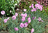 DIANTHUS PIKES PINK AT WOLLERTON OLD HALL