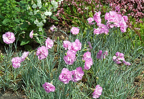 DIANTHUS_PIKES_PINK_AT_WOLLERTON_OLD_HALL